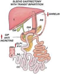 Modificazioni endocrine bipartizione del transito