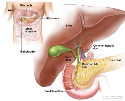 anatomia della colecisti