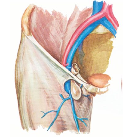 Ernia crurale – anatomia del canale femorale